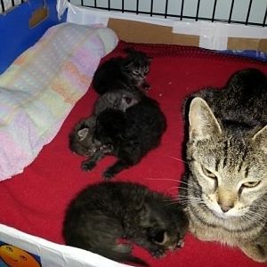 Jasmine, the stray who is obsessed by her babies and won't leave them