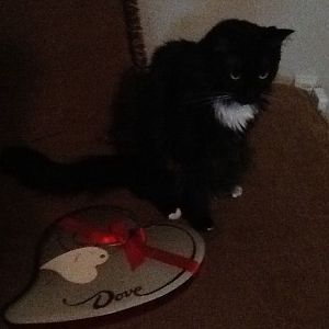 Tuxedo Cat Photos