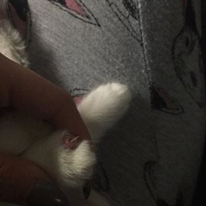 Kitten paw/nail