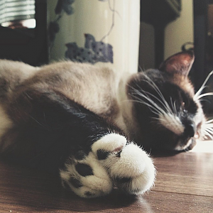Picture of the Month: Cat Paws - May 2015