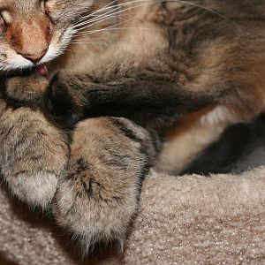 Picture of the Month: Cat Paws - May 2015