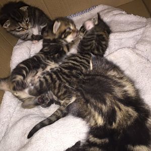 Advice for 2-3 week old kittens