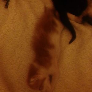 Kitten is so thin!!
