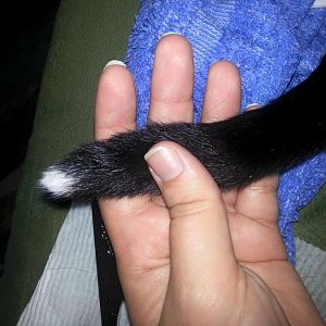 Wax in the fur; a simple solution