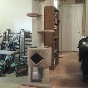 cat trees/ activity stands/ ways to keep kittens ocupied please