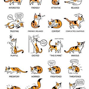 how to interpret "cat".