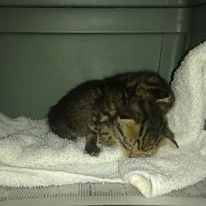 I Need help with one of my new kittens.