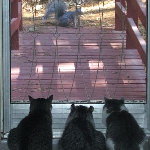 Picture Of The Month: Attentive Cats