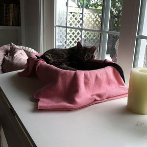Advice on Trapping Feral Kittens