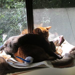 Weird Cat and Kitten Behavior
