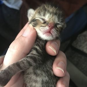 Approximate delivery day for this mama kitty?