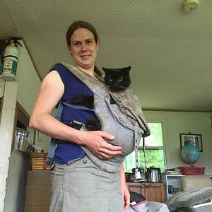 Carrying cats in baby carriers