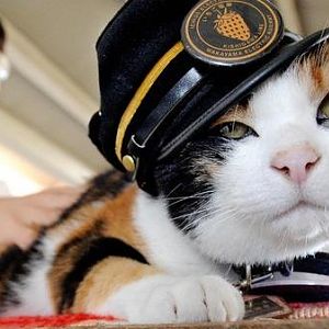 Famous feline stationmaster Tama dies in Japan
