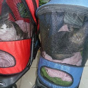 Carrying cats in baby carriers