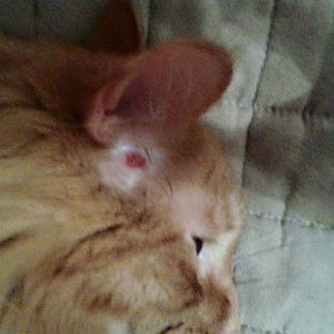 Scab in cat's ear?