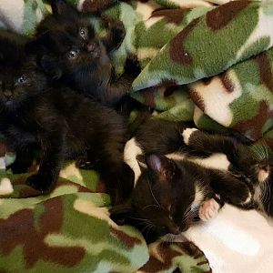 Rescued 4 wk?? old kittens... what now??