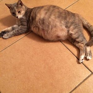 How can I tell how pregnant my cat is?