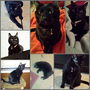 Black Domestic Shorthair or Bombay (or a mix)?