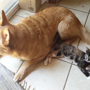 Introducing our year old resident cat to a kitten.