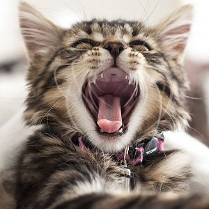 Post a picture of your cat yawning ;)