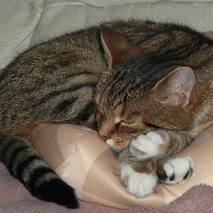 Mino the Tabby Cat (male)