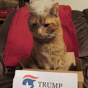 Trump Your Cat - Picture Of The Month August 2015