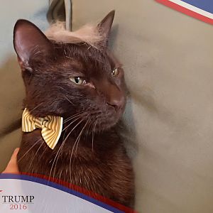 Trump Your Cat - Picture Of The Month August 2015