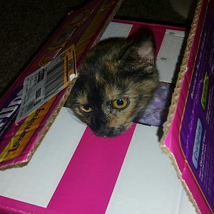 LETS SEE THEM CALICOS!! Share your pics of your calico\torti kitties