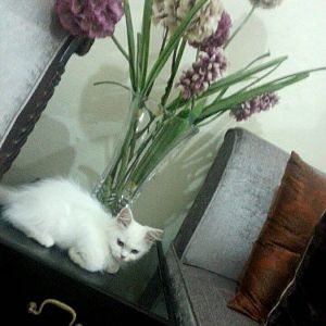 Is my kitten a persian?