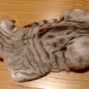 Scottish Fold kitten - coat patern