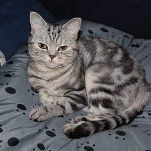 Scottish Fold kitten pattern and colour