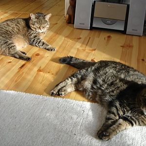 Cats sunning themselves...