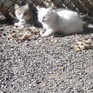 Cats sunning themselves...