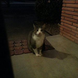 Please help:  Ideas to deal with an aggressive feral/stray?
