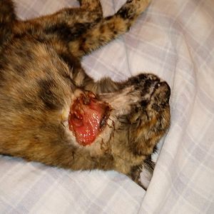My cat's got a hole in her neck! * WARNING *. Graphic photos.
