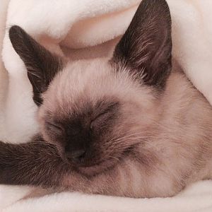 Advice on a 12 week old Ragdoll x Bengal Mix kitten
