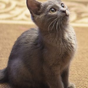 Is my kitty a Russian Blue mix?