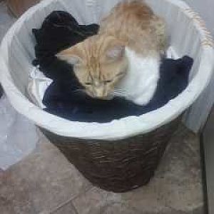 Cats in the laundry