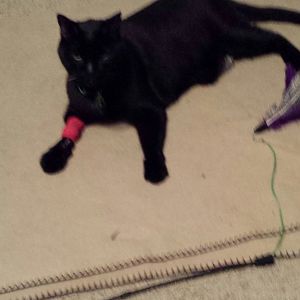 Supplies to Hand/Force Feed Kidney Cat?
