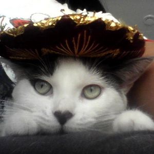 Cat Picture Of The Month - Halloween!