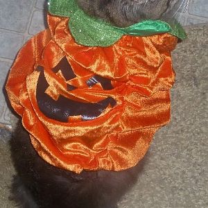 Cat Picture Of The Month - Halloween!