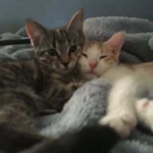 Post pictures of your runt kittens between 8-12 weeks