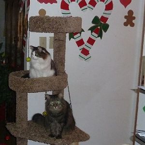 Question about cats coughing on cat tree only, please help!
