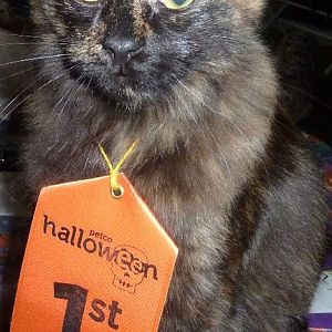 How Luna, Midnight & Stella celebrated Halloween. Tons of pictures!!!