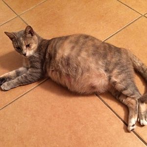 Cat is very pregnant, seems like she should've had them by now