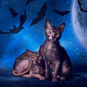 Cat or werewolf? Creepy-cute Lykoi kittens are taking the Internet by storm