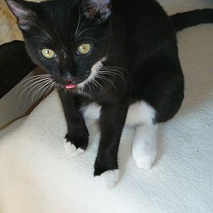 Cats with their tongues sticking out