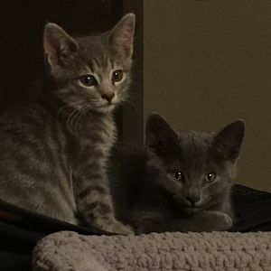 Meet George and Alice!