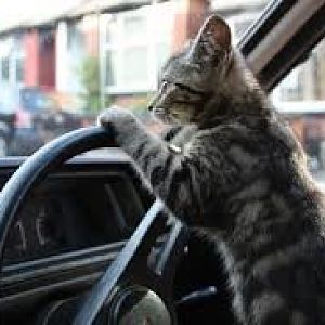 Interstate Kitten