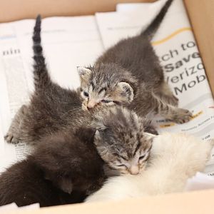 Four 2 week old orphaned kittens need a home!